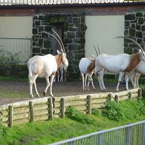 Scimitar-horned oryx