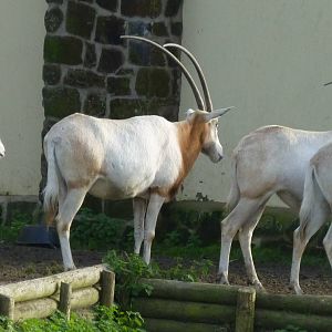Scimitar-horned oryx