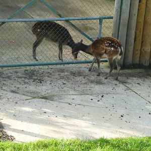 Philippine spotted deer