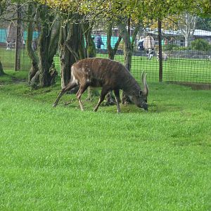 Male sitatunga