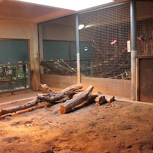 Seoul Zoo - giant anteater Indoor Exhibit
