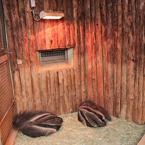 Seoul Zoo - Giant anteater