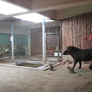 Seoul Zoo - Lowland Tapir indoor exhibit.