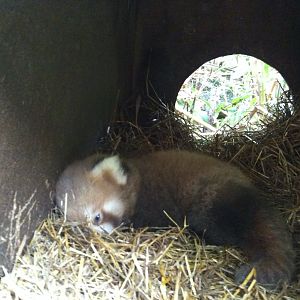 baby Lesser Panda 5 days old
