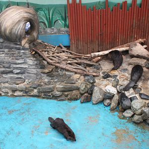 Seoul Zoo - Beaver indoor exhibit.
