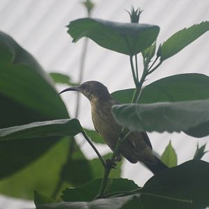 Bronze sunbird