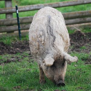 Mangalitsa pig