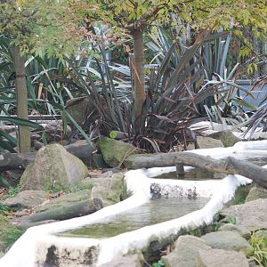 Part of Asian small-clawed otter enclosure