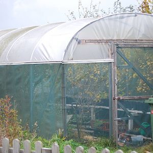 Purple emperor butterfly breeding polytunnel