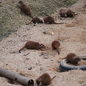 Slender-tailed meerkat colony