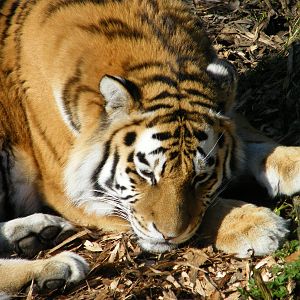 Amur Tiger