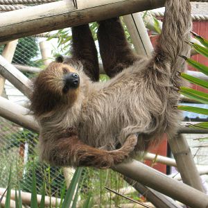 Linne's Two Toed Sloth
