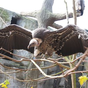 Vulture