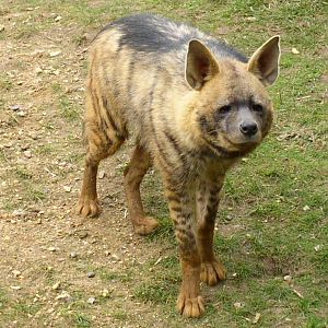 Striped Hyena