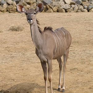 Greater Kudu