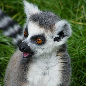 Ring Tailed Lemur