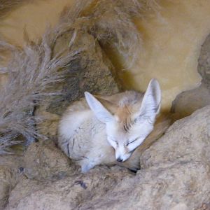 Fennec Fox