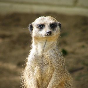 Meerkat