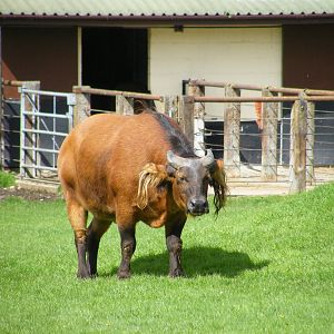 Congo Buffalo