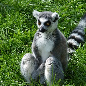 Ring Tailed Lemur