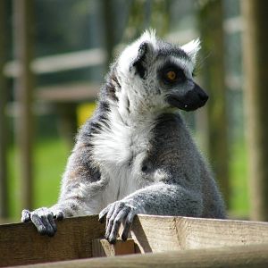 Ring Tailed Lemur