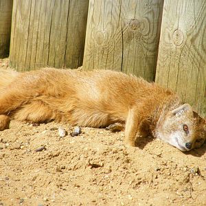 Yellow Mongoose