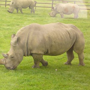 White Rhino
