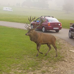Red deer