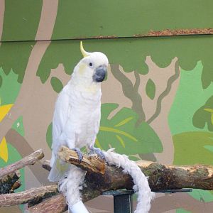 Longleat Safari Park