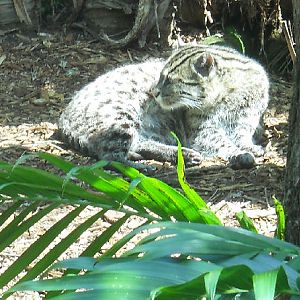Fishing Cat 2010