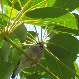 Walk through aviary 2010