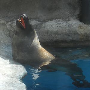 Leopard Seal 2010