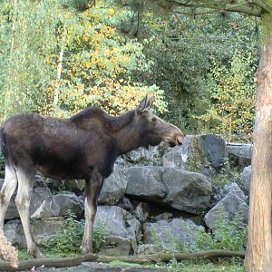 American Moose, 24-10-2010
