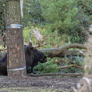 Male American Moose, 24-10-2010