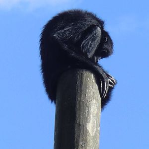 Spidermonkey, 24-10-2010