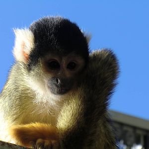 squirrel monkey, 24-10-2010