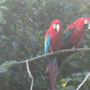 Macaws, 24-10-2010