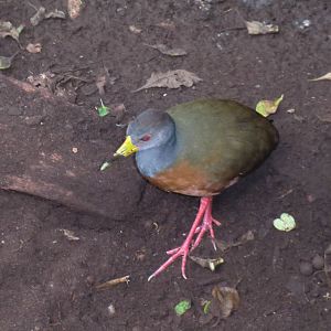 Gray-necked woodrail, 24-10-2010