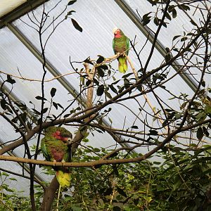 Rose-throated Parrots, 24-10-2010