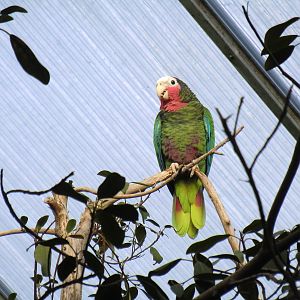 Rose-throated Parrot, 24-10-2010