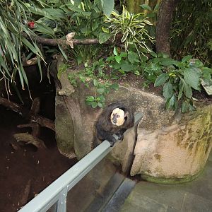 White-faced Saki, 24-10-2010