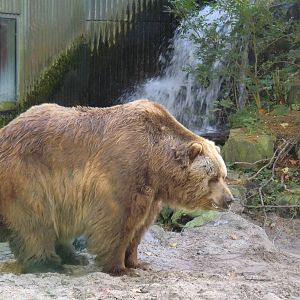 Kodiak Bear, 24-10-2010