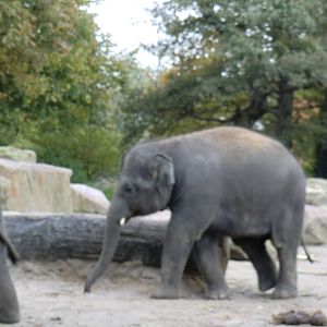 Young Asiatic Elephant, 24-10-2010