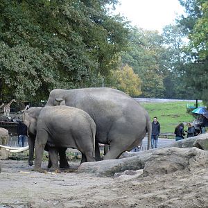 Asiatic Elephants, 24-10-2010