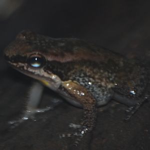 Trinidad stream frog