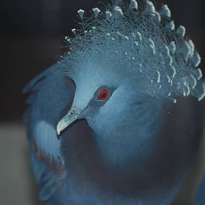 Victoria crowned pigeon
