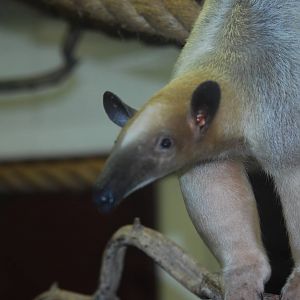 Long-tailed tamandua