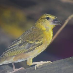 Black-headed weaver bird