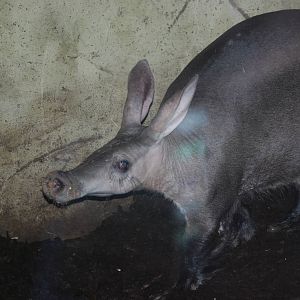 Aardvark