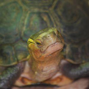 Yellow-marginated box turtle